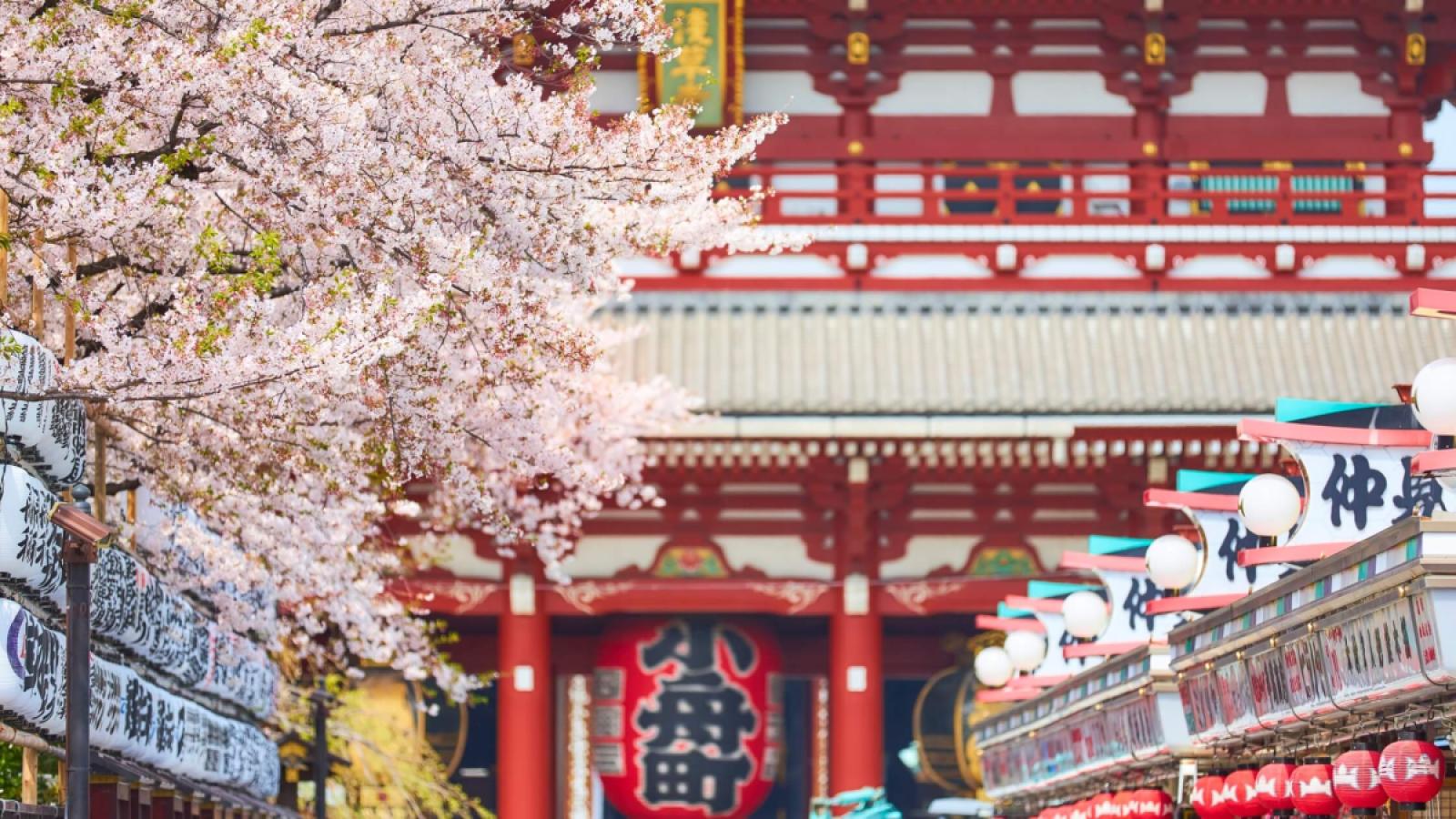 Travel According to the Plan: Japan in Cherry Blossom Season - A Complete 7 Day Travel Guide with EscapeSIM
